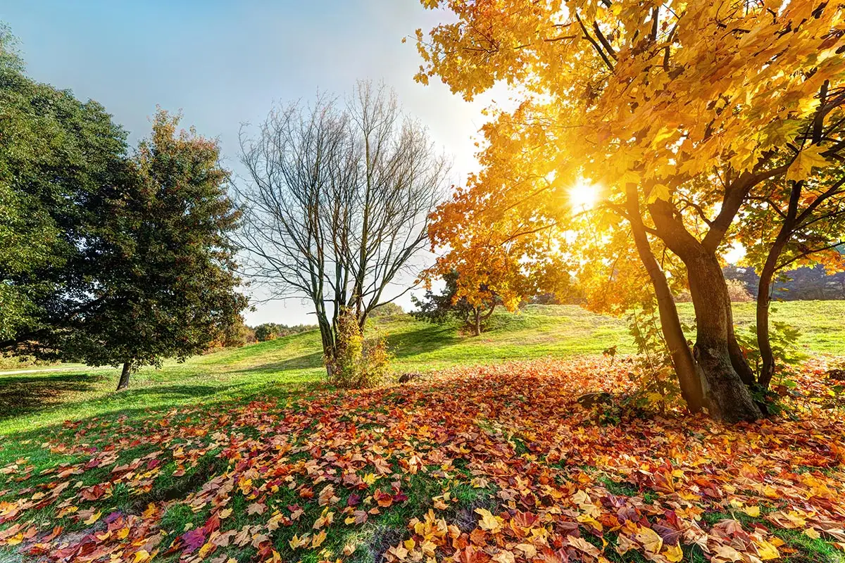 Herbstzeit ist Rückschnittzeit